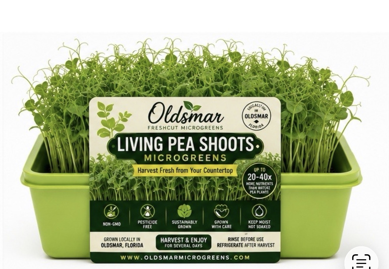 Living Pea Shoots
