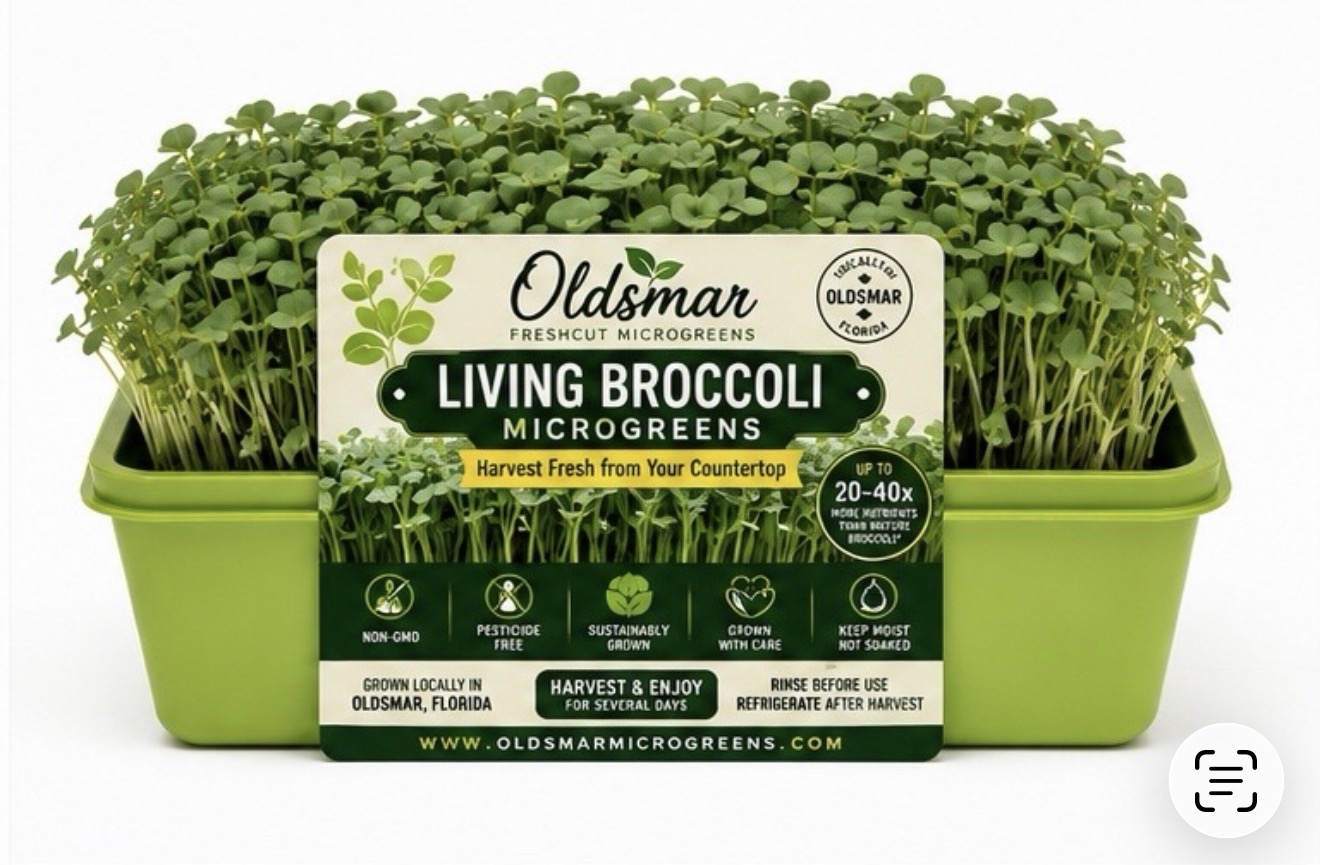 Living Broccoli Microgreens
