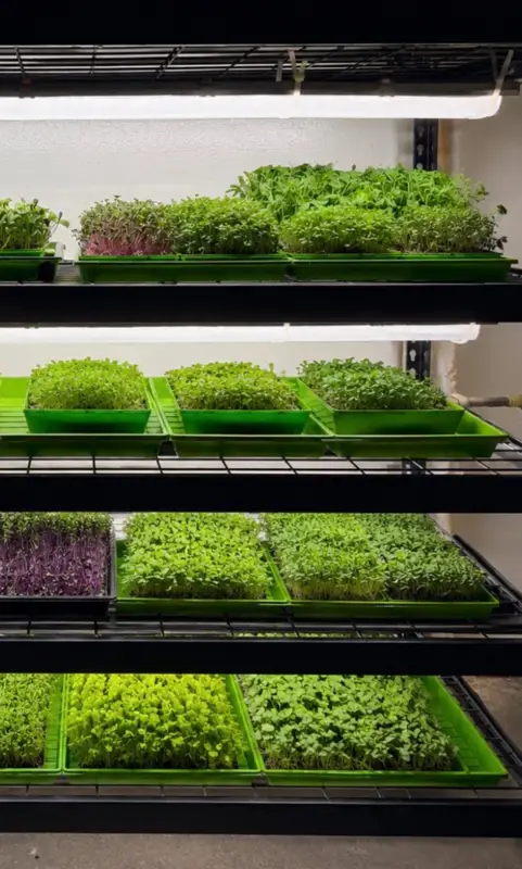 Living microgreen trays growing on illuminated racks at our Oldsmar farm